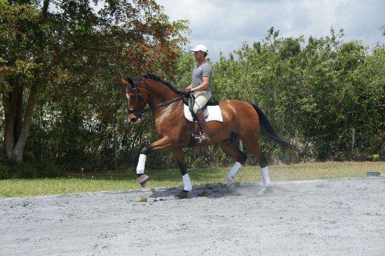 Dressage Horses For Sale Dressage Trainers Dressage Horse Training