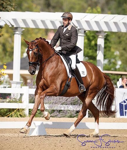 Dressage Horses for horses sale in Florida,Dressage Grand Prix for sale,horses for sale,dressage horses,FEI dressage horses sale, dressage trainers,dressage horses For Sale Wellington Florida,dressage horses For Sale In ...