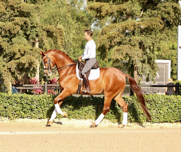 Dressage Horses for horses sale in Florida,Dressage Grand Prix for sale,horses for sale,dressage horses,FEI dressage horses sale, dressage trainers,dressage horses For Sale Wellington Florida,dressage horses For Sale In ...